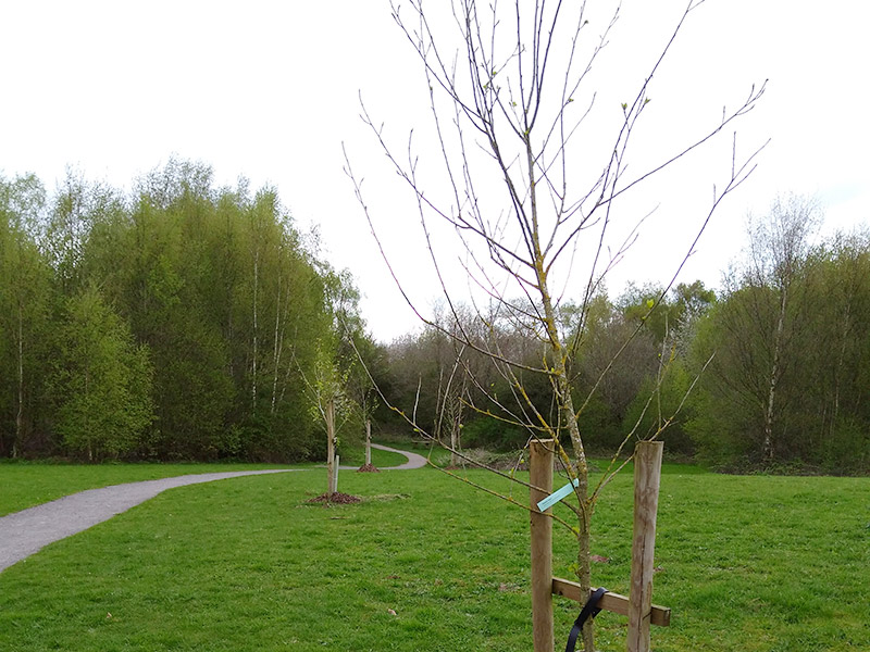 Black-Poplar