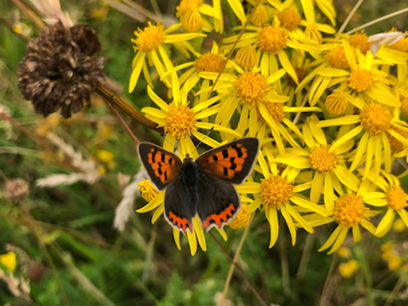 stanmore-wildlife-5